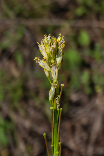Tower Mustard