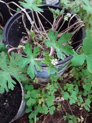 Geranium texanum