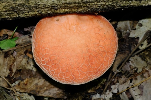 Rhodotus reticeps