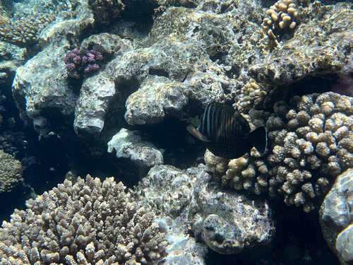 Zebrasoma desjardinii