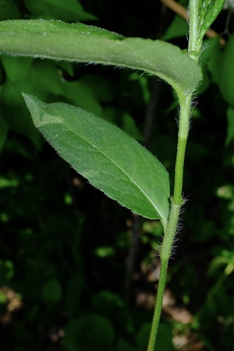 Flanged Smartweed