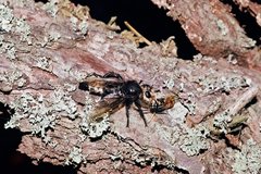 Laphria gibbosa