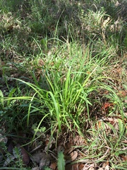 Carex planostachys