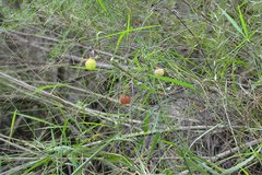 Cardiospermum corindum