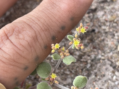 Eriogonum divaricatum, 2026-05-01