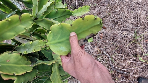 Rhipsalis pachyptera, photograph 6