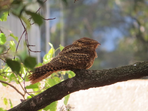 Antrostomus carolinensis