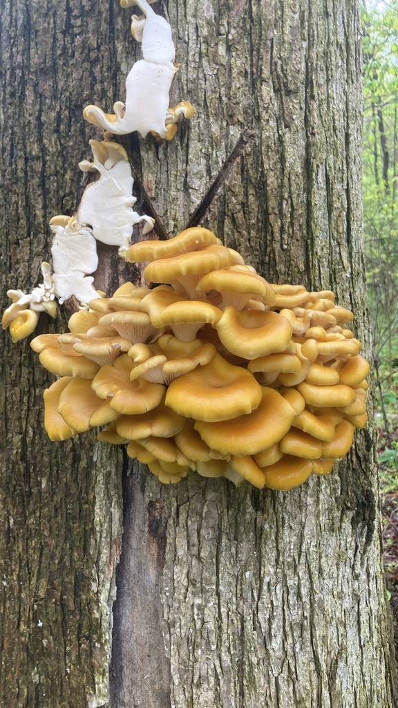 Pleurotus citrinopileatus · May 2026 · photo: © rangerrach13 (iNaturalist, cc-by)