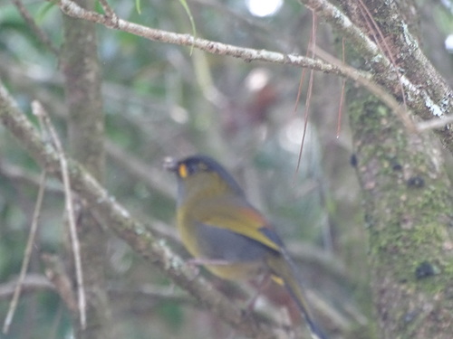 Taiwan Liocichla (Liocichla steerii), photo 5