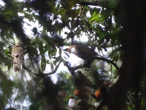 Rufous-crowned Laughingthrush (Pterorhinus ruficeps), photo 10