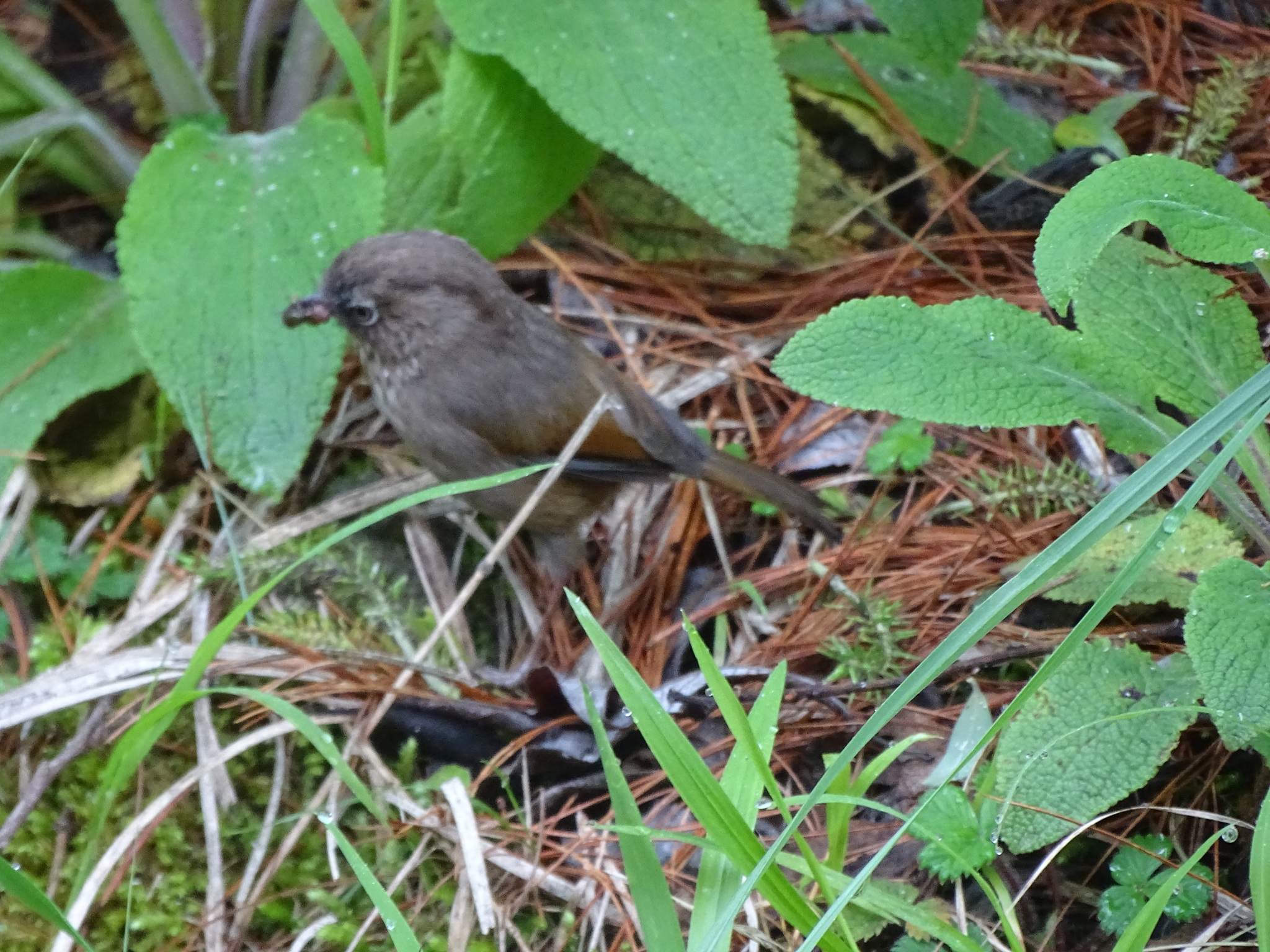 Taiwan Fulvetta (Fulvetta formosana), photo 2