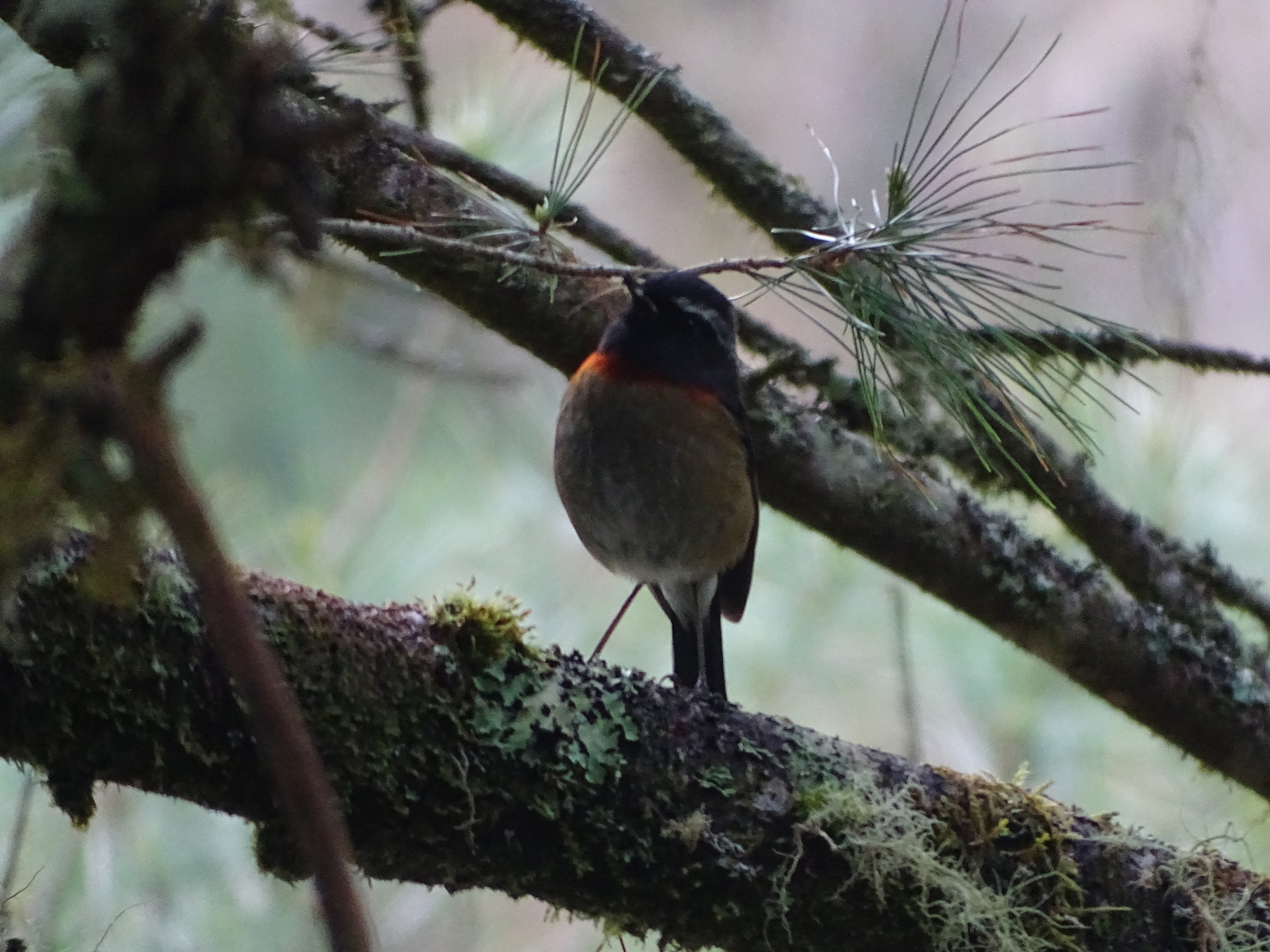 Collared Bush Robin (Tarsiger johnstoniae), photo 4