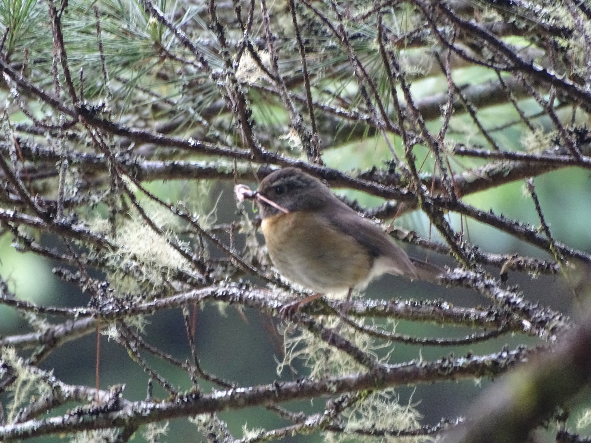 Collared Bush Robin (Tarsiger johnstoniae), photo 3