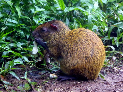 Central American Agouti