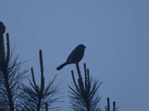 Taiwan Bullfinch (Pyrrhula owstoni), photo 4