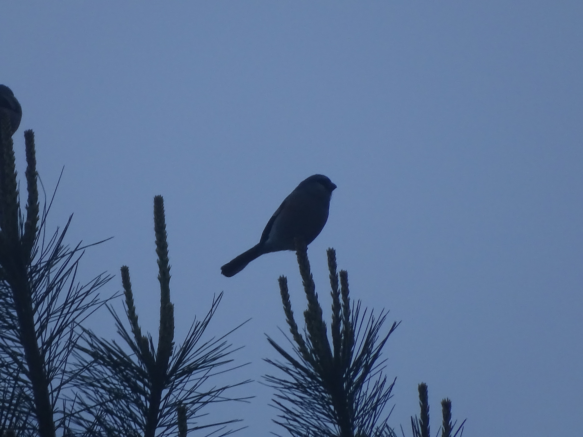 Taiwan Bullfinch (Pyrrhula owstoni), photo 8
