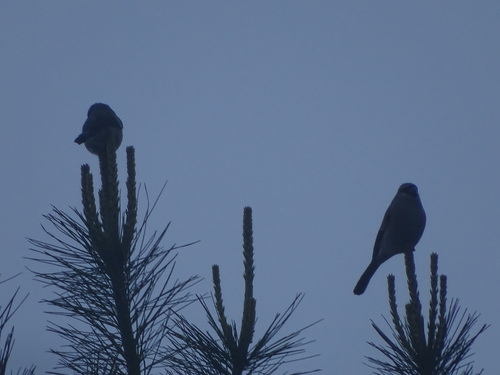 Taiwan Bullfinch (Pyrrhula owstoni), photo 5