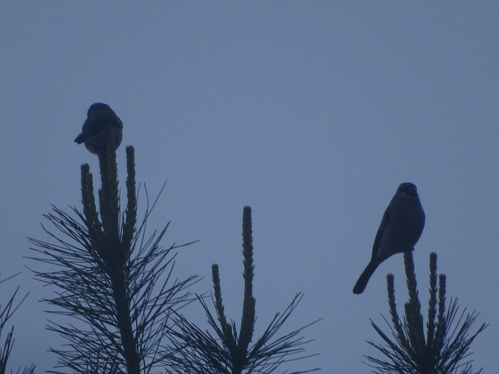 Taiwan Bullfinch (Pyrrhula owstoni), photo 9