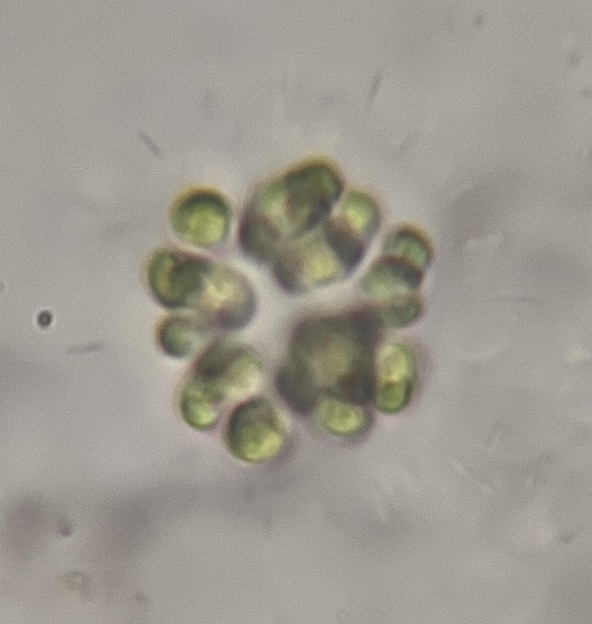 Radiococcus nimbatus