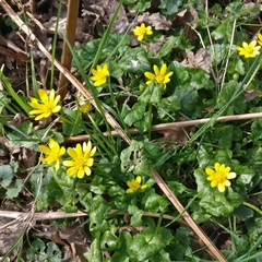 Ficaria verna