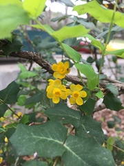 Berberis swaseyi