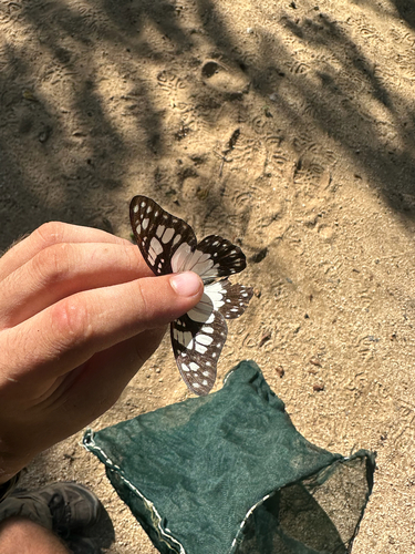 Eastern Graphium