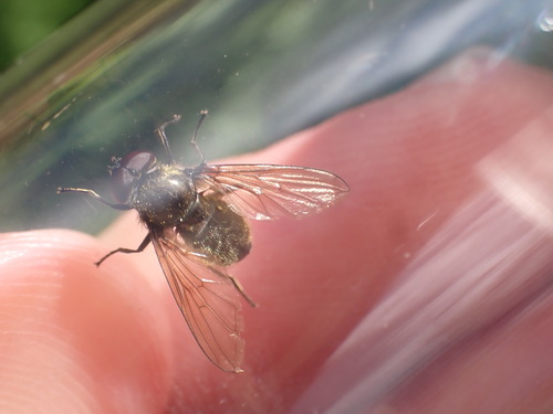 Cheilosia pubera