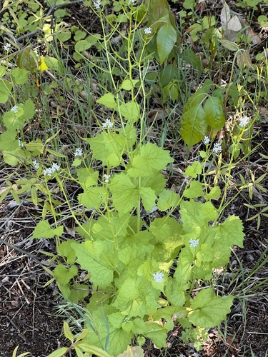 garlic mustard