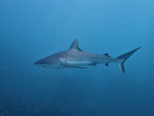 Grey Reef Shark, photo 2 of 10