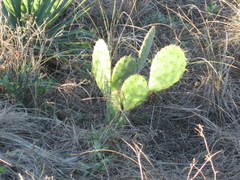 Opuntia tunoidea