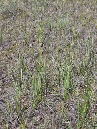 Lagenocarpus sabanensis, 2026-04-26