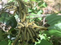 Archips rileyana