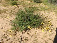 Encelia asperifolia