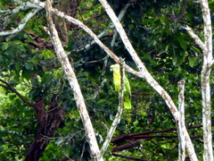 Amazona auropalliata