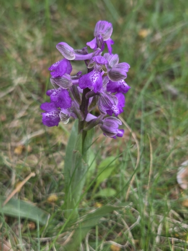 green-winged orchid