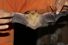 Lasiurus xanthinus