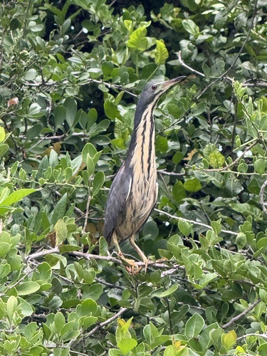 iNaturalist image