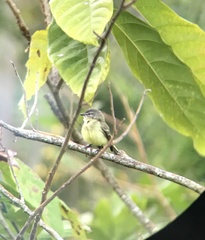 Phyllomyias griseiceps