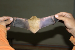 Lasiurus xanthinus