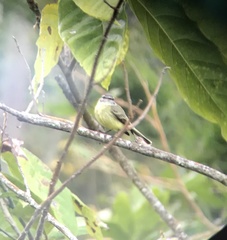 Phyllomyias griseiceps