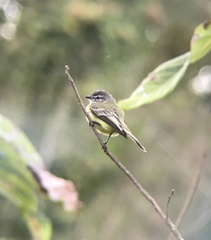Phyllomyias griseiceps