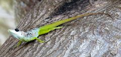 Anolis extremus