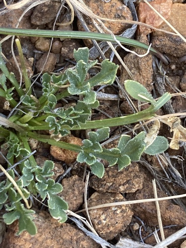 Viola douglasii