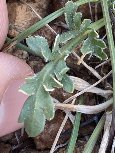 Viola douglasii, photograph 2