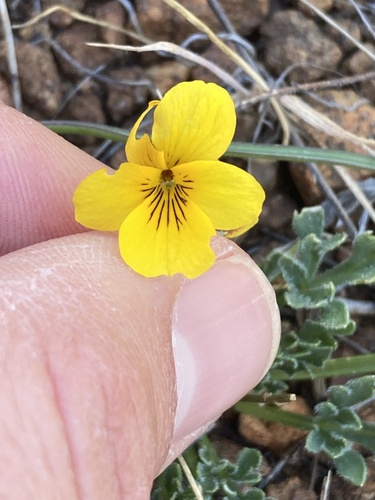 Viola douglasii, photograph 3