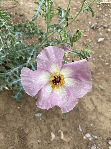 Chisos prickly poppy