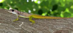 Anolis extremus