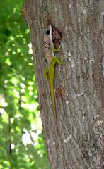 Anolis extremus
