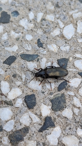 Melandrya caraboides