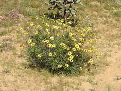 Encelia asperifolia